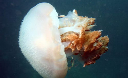 Животный мир :: Купания с медузами фото 9