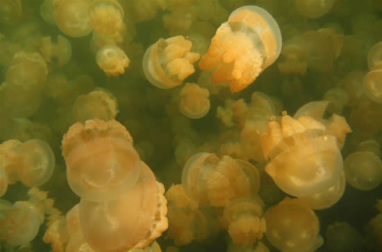 Животный мир :: Купания с медузами :: фотография 2