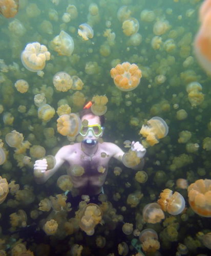 Животный мир :: Купания с медузами фото 0