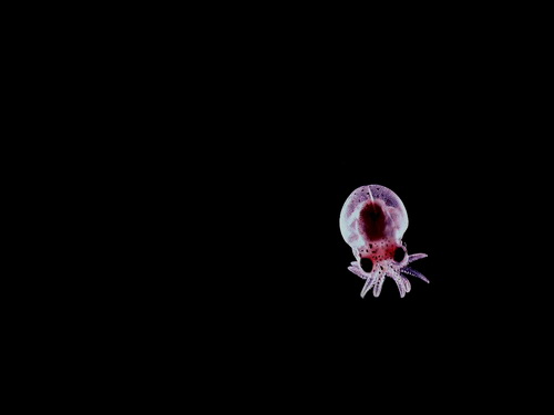 Медузы фото 7