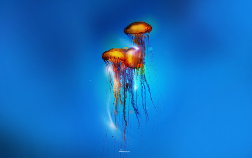 Медузы фото 0