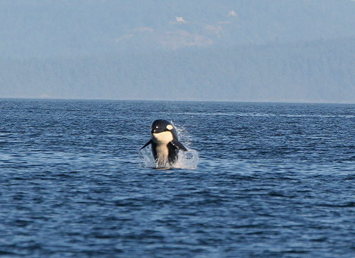   ::  (Orcinus orca)  3