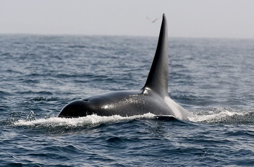   ::  (Orcinus orca)  8
