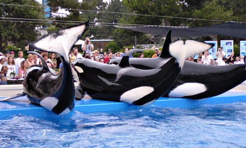   ::  (Orcinus orca)  11