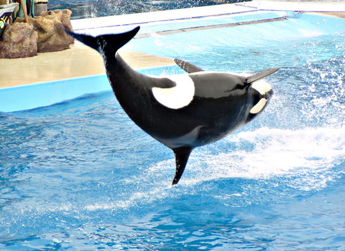   ::  (Orcinus orca)  13