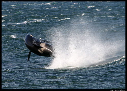   ::  (Orcinus orca)  15