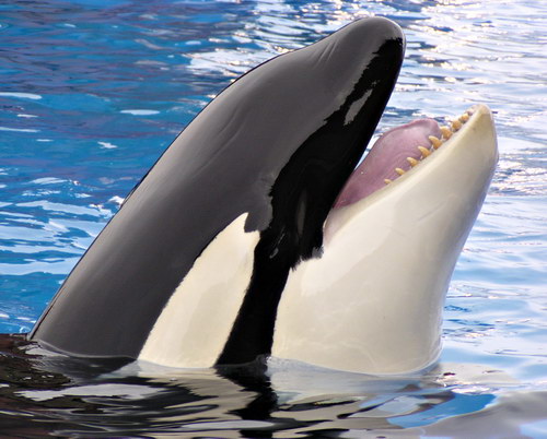   ::  (Orcinus orca)  17
