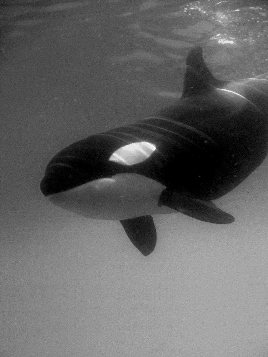   ::  (Orcinus orca) ::  2