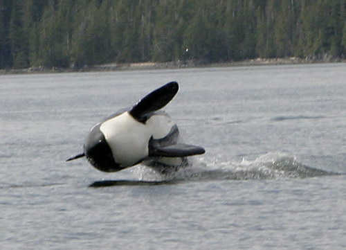   ::  (Orcinus orca)  20
