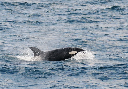   ::  (Orcinus orca)  22