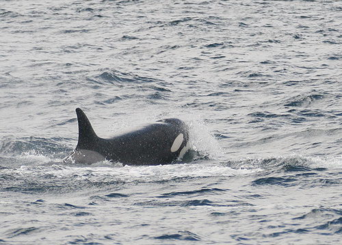   ::  (Orcinus orca)  26