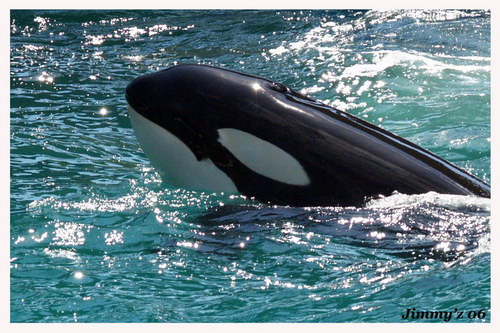   ::  (Orcinus orca)  28