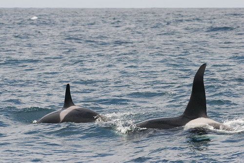   ::  (Orcinus orca)  31