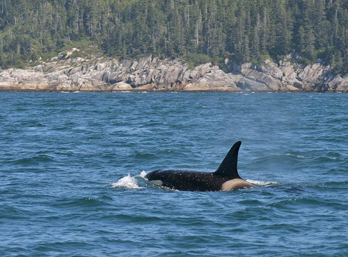   ::  (Orcinus orca)  34