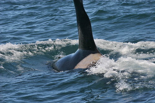   ::  (Orcinus orca)  35