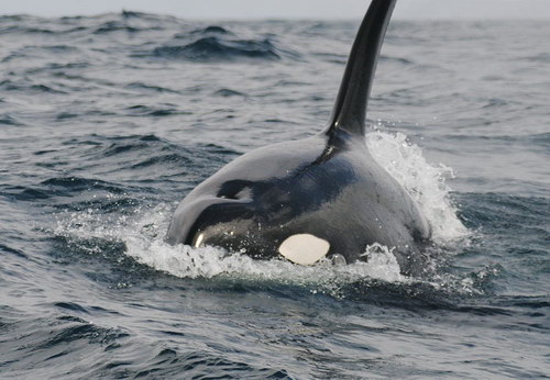   ::  (Orcinus orca)  36