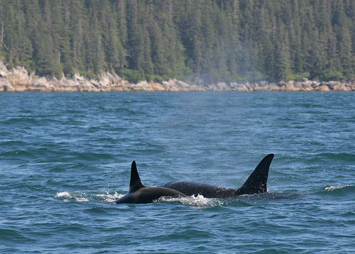   ::  (Orcinus orca)  39