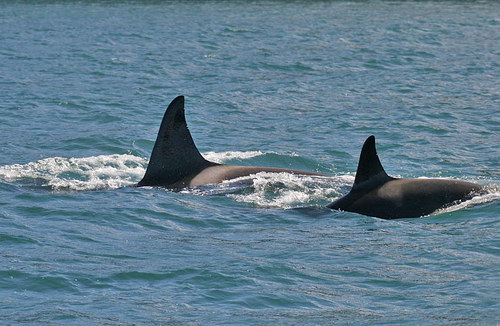   ::  (Orcinus orca)  40