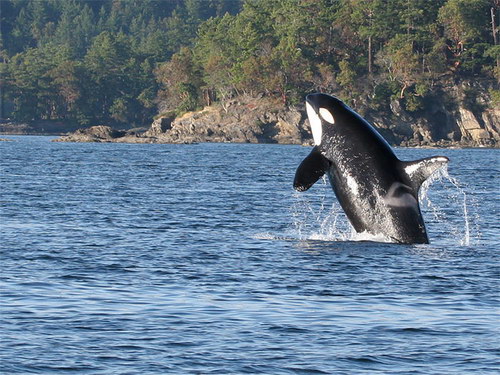  ::  (Orcinus orca)  42