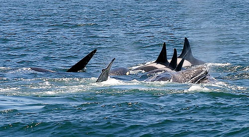   ::  (Orcinus orca)  43