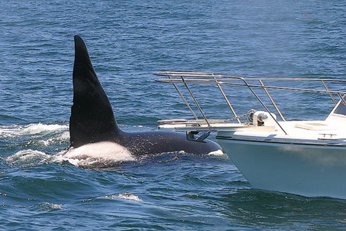   ::  (Orcinus orca)  45