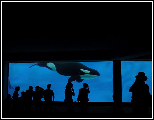   ::  (Orcinus orca)  47