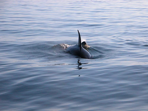   ::  (Orcinus orca)  48