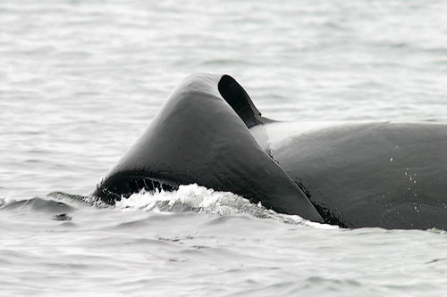   ::  (Orcinus orca)  57