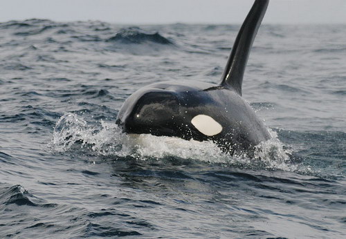   ::  (Orcinus orca)  0