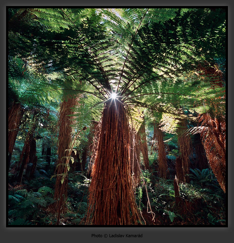  ::  Ladislav Kamarad ::  2