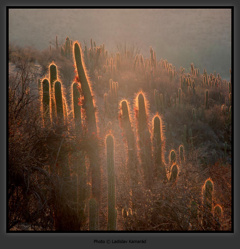  ::  Ladislav Kamarad ::  2