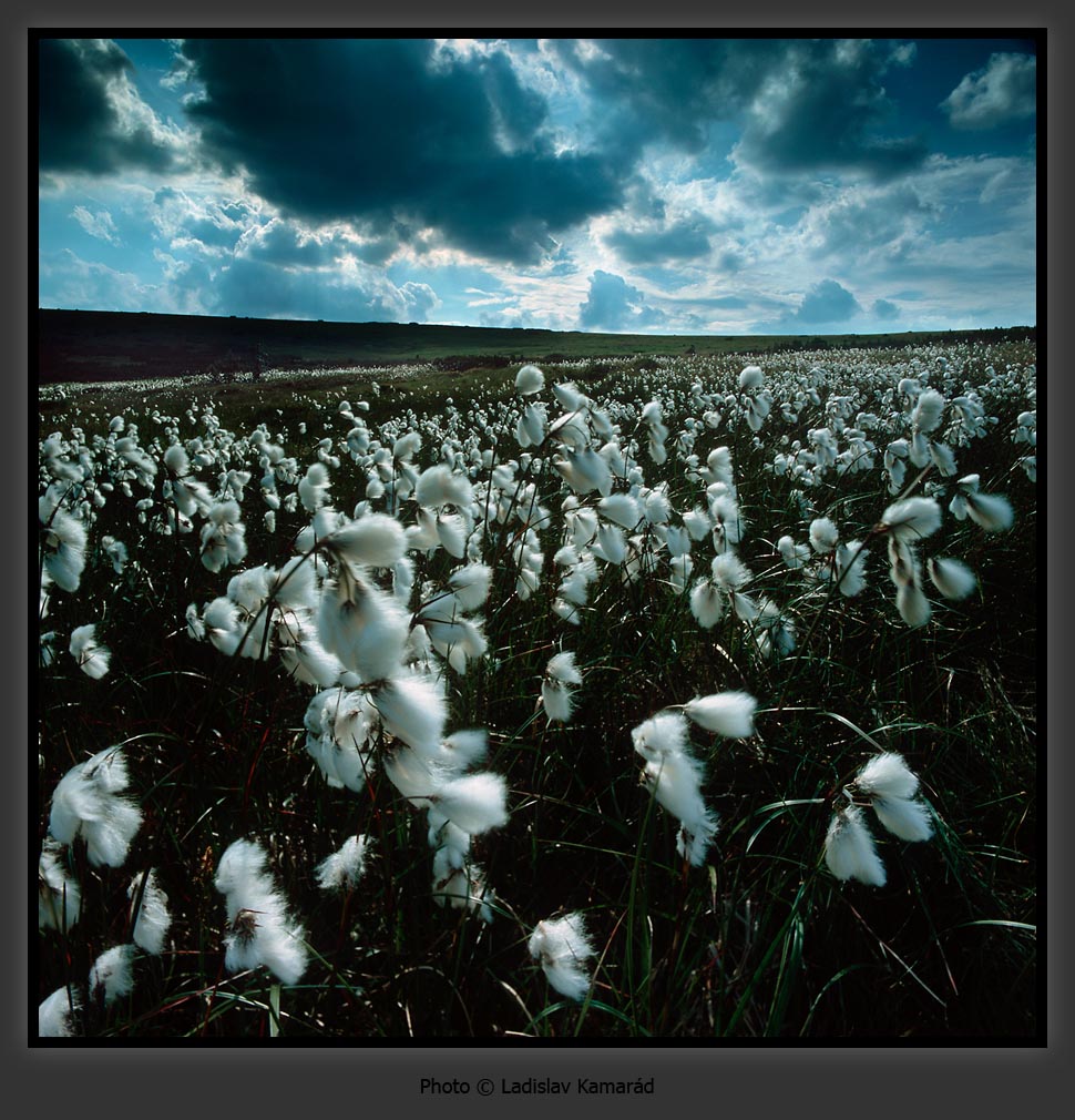  ::  Ladislav Kamarad ::  2