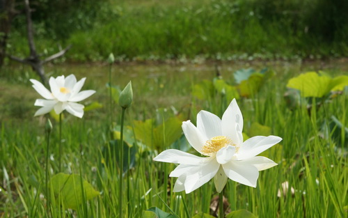 Цветок лотоса фото 1