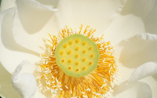 Цветок лотоса фото 4