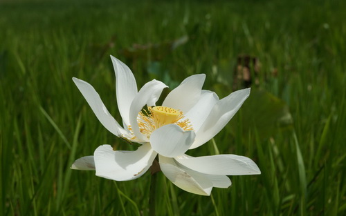 Цветок лотоса фото 6