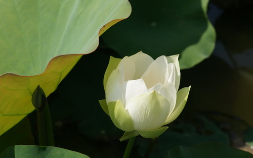 Цветок лотоса фото 8