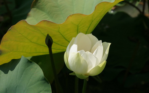 Цветок лотоса фото 9