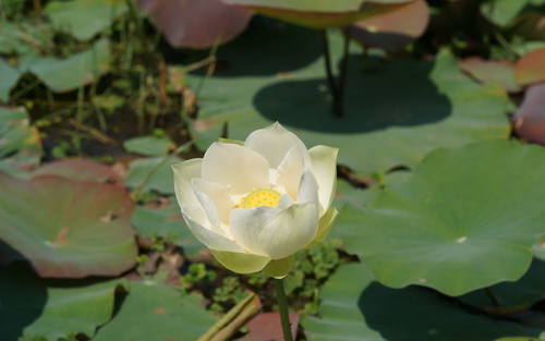 Цветок лотоса фото 12