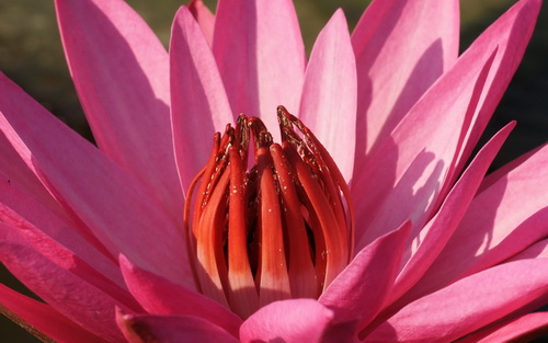 Цветок лотоса фото 17