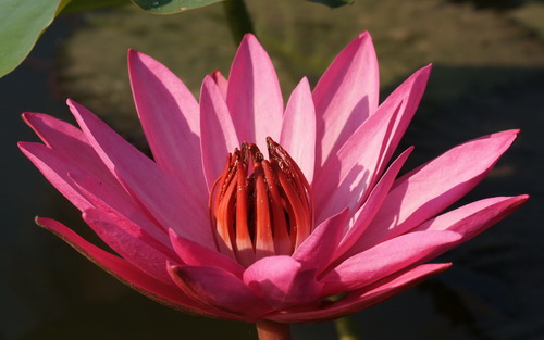 Цветок лотоса фото 19