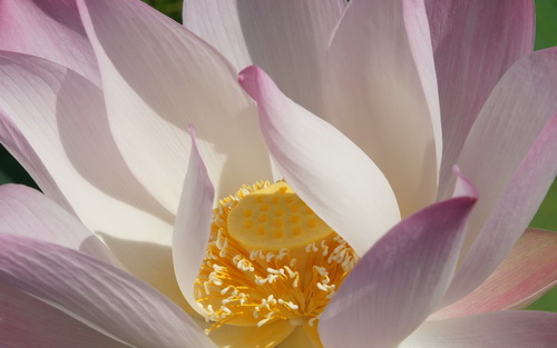 Цветок лотоса фото 27