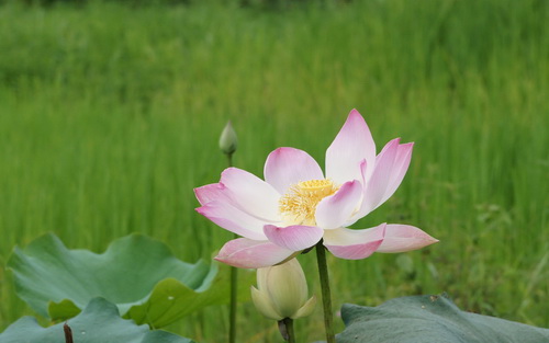 Цветок лотоса фото 28