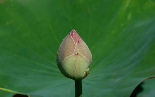 Цветок лотоса фото 32