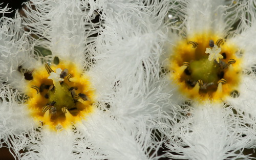 Цветок лотоса фото 33