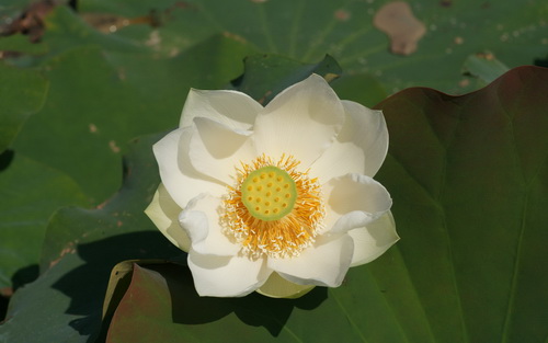 Цветок лотоса фото 35