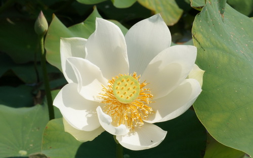 Цветок лотоса фото 36