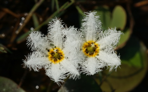 Цветок лотоса фото 44
