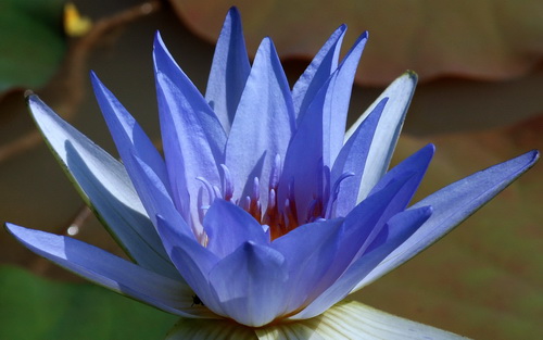 Цветок лотоса фото 51