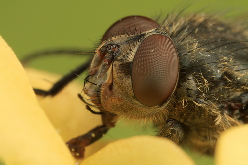 Глаза насекомых фото 1