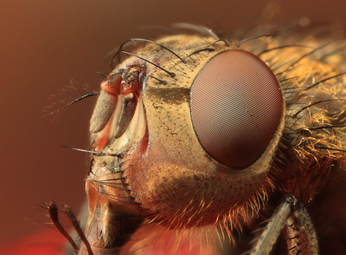 Глаза насекомых фото 2